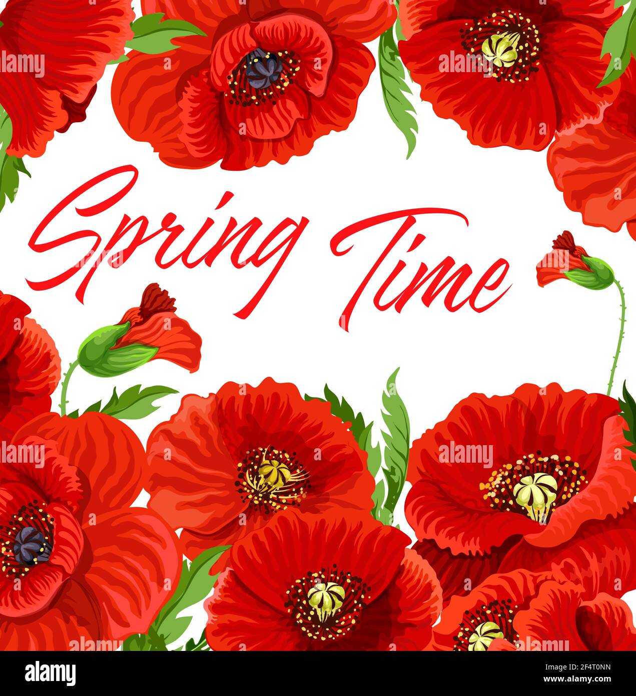 Spring time poster with flowering plants. Red or common poppy flowers, leaves and buds hand drawn vector. Spring floral banner, holiday frame with blo Stock Vector