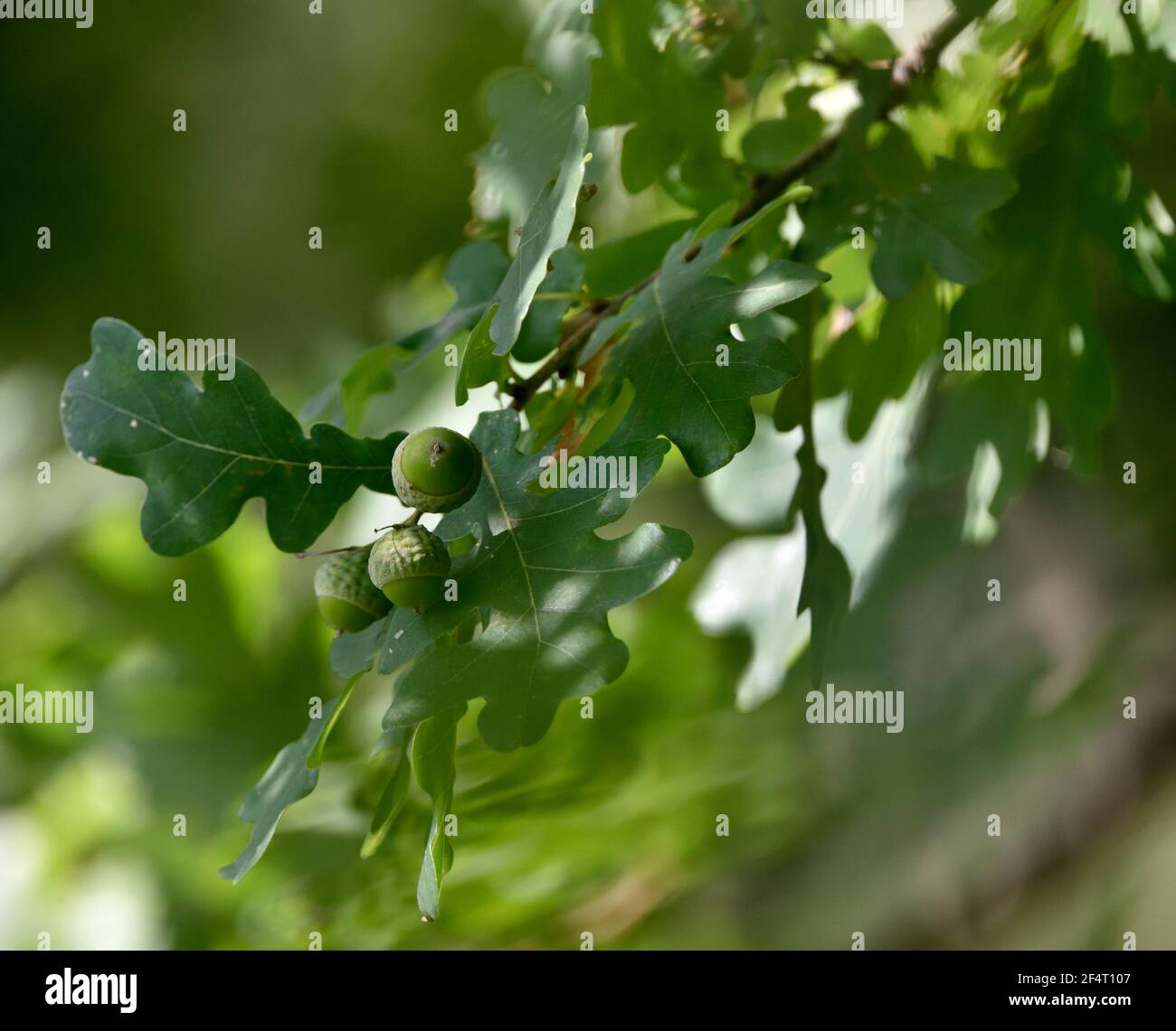 Green young oak acorns hi-res stock photography and images - Alamy