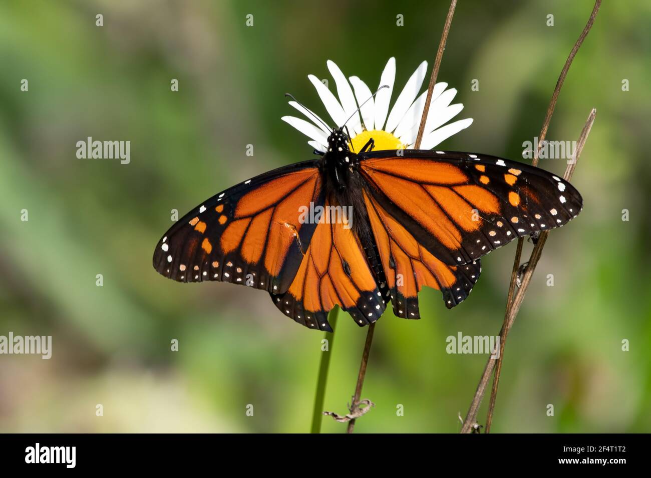 Bright orange Monarch butterfly on a daisy wildflower Stock Photo