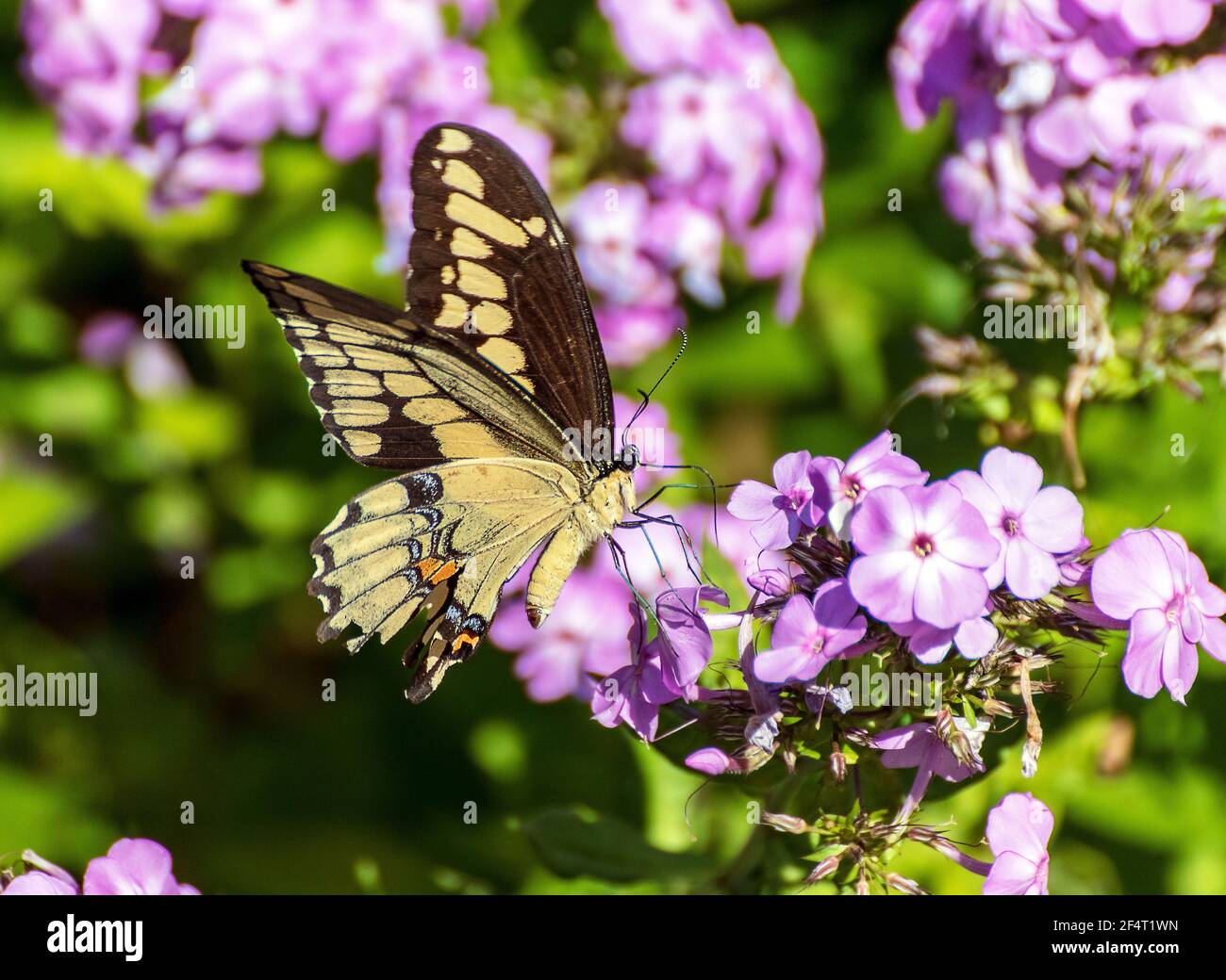 Swallowtail butterfly on purple flowers Stock Photo