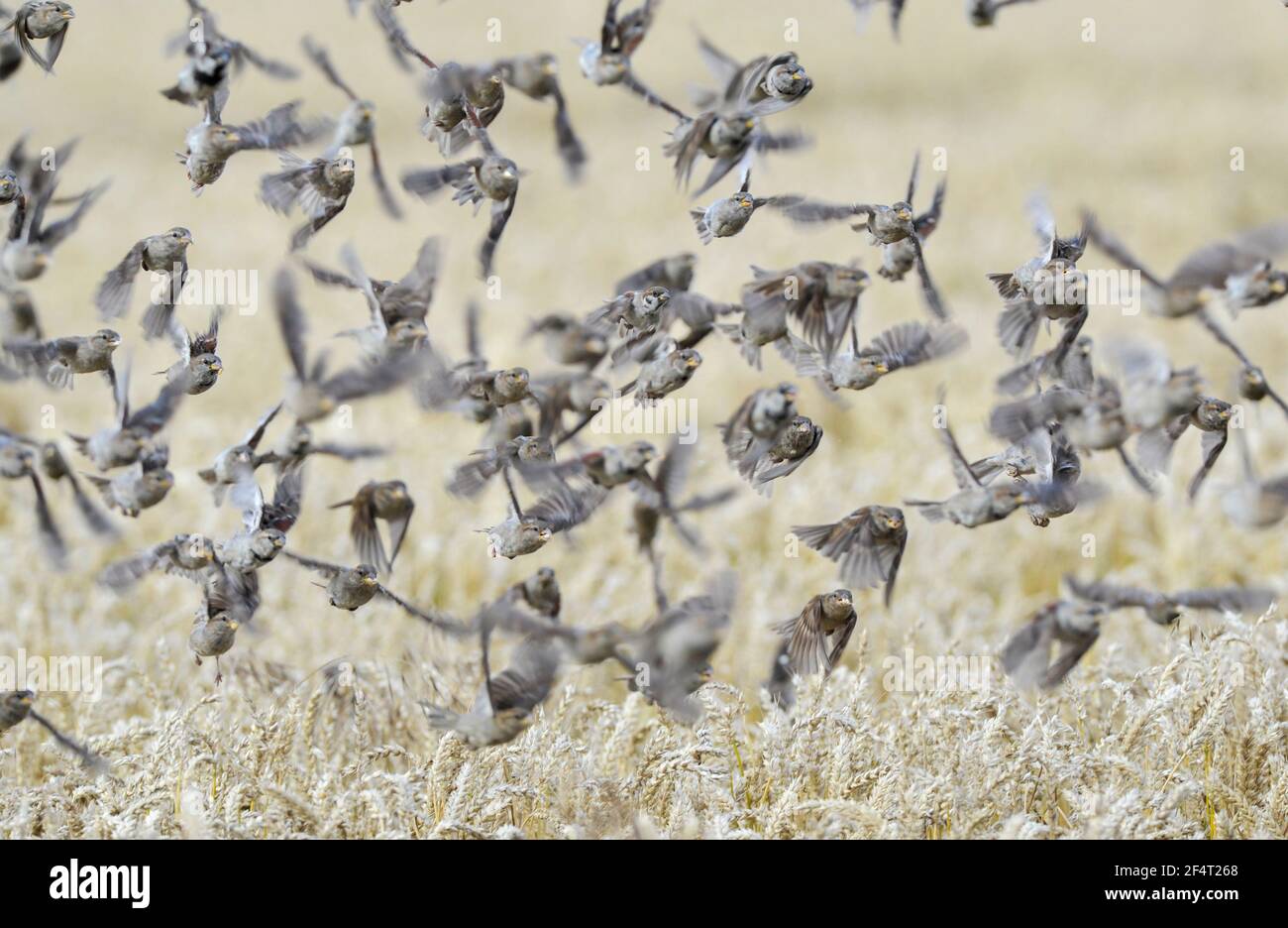 A flock of House Sparrow's (Passer domesticus) fly from a corn field near Ballater Aberdeenshire, Scotland. Stock Photo
