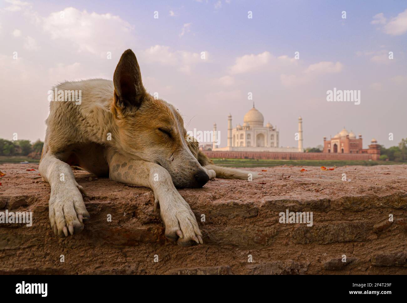 a dog is sleeping on foreground and beautiful taj mahal in background. Stock Photo
