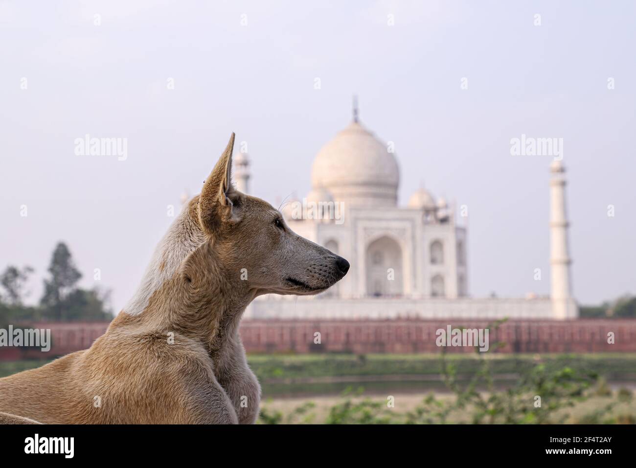 a dog is sleeping on foreground and beautiful taj mahal in background. Stock Photo