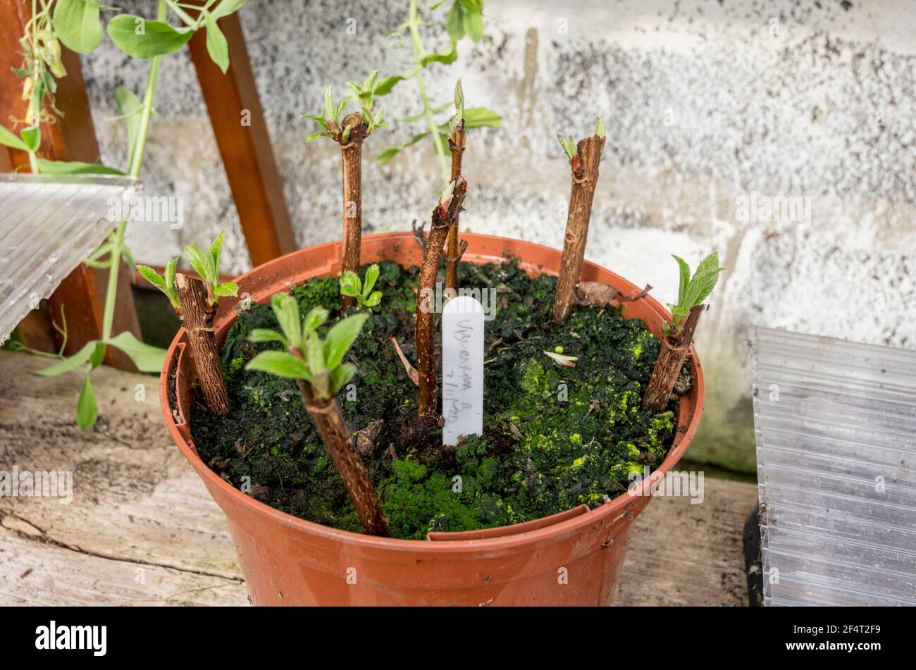 Hardwood cuttings of Viburnum bodnantense 'Dawn', made in autumn, now showing signs of growth in spring. In a greenhouse, UK. Stock Photo