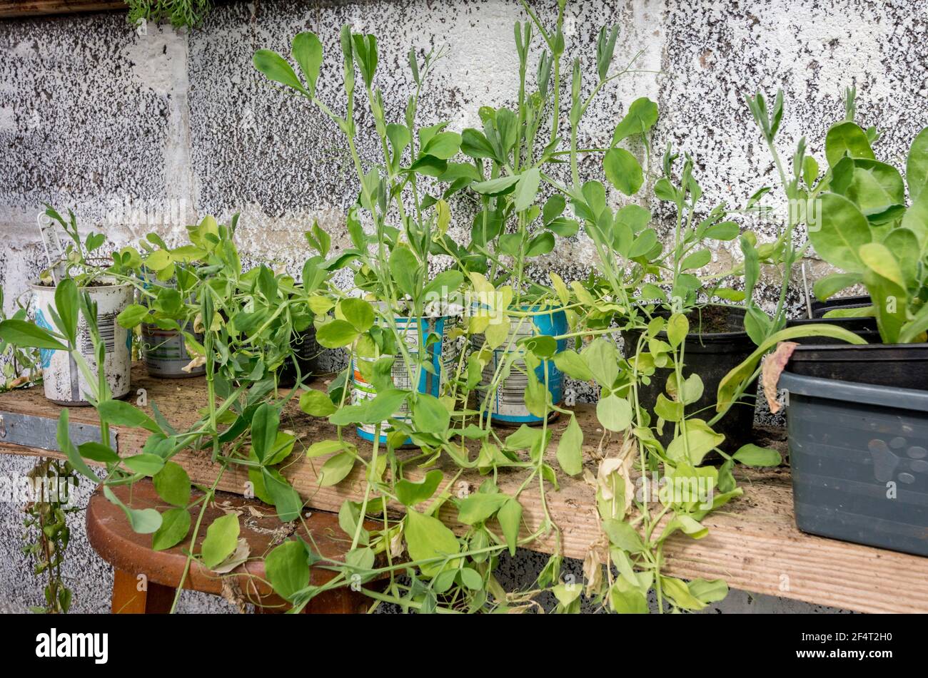 Young sweet pea plants, sown in the autumn, growing on in spring, in re-used supermarket cream pots on improvised greenhouse staging. UK Stock Photo