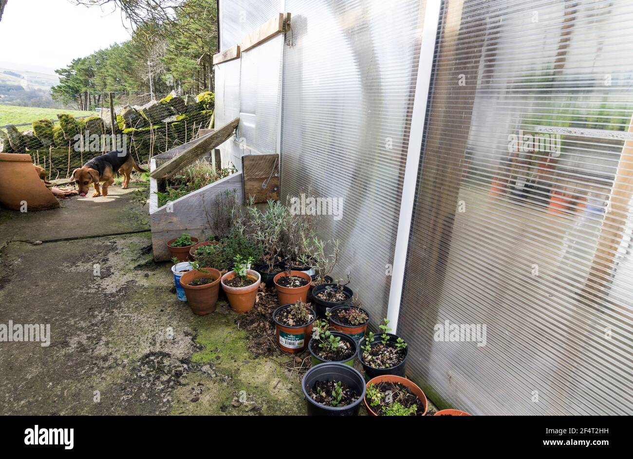 Greenhouse with a cold frame outside, and a number of potted plants. A small dog investigates. UK Stock Photo