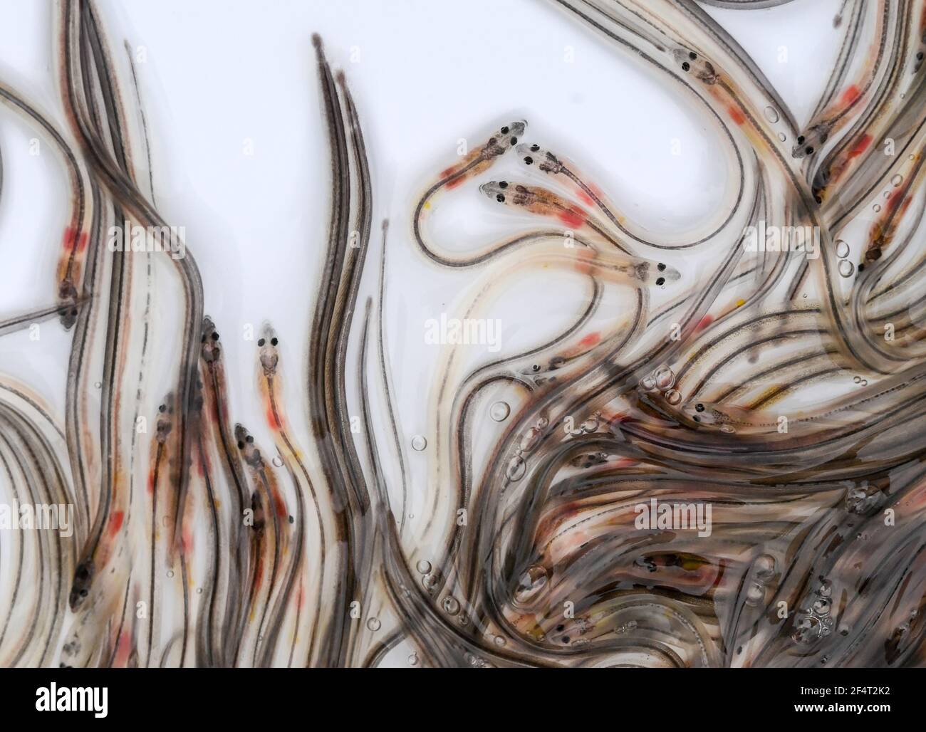 Glass eel stocking hires stock photography and images Alamy