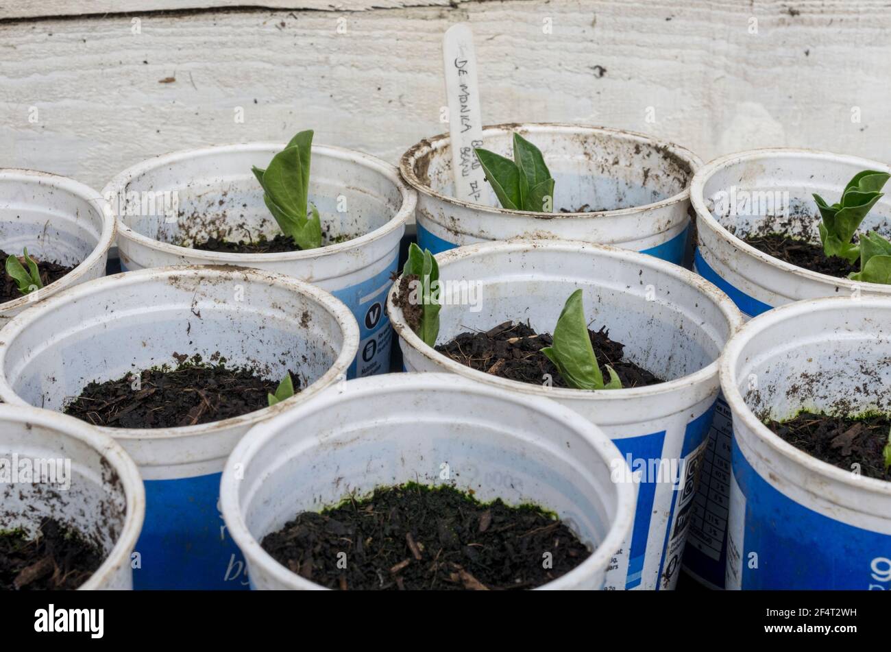 Broad bean seedlings in re-used plastic pots (UK) Stock Photo