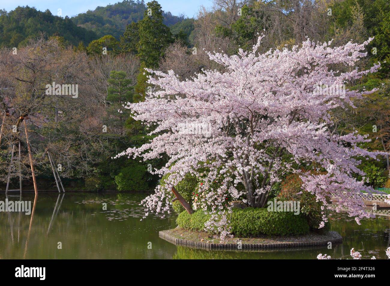 Japan cherry blossoms sakura. Kyoto, Japan - cherry blossom flowers at Ryoanji temple gardens. Stock Photo