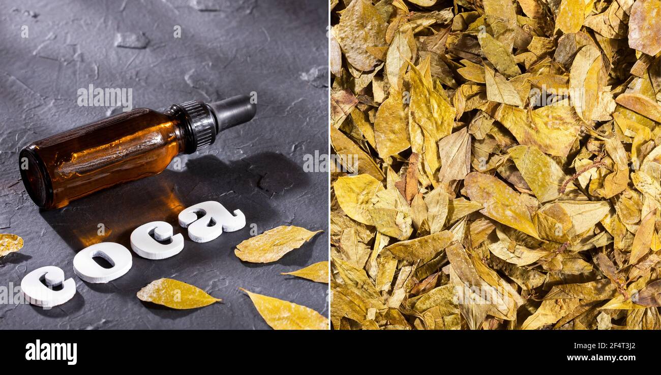 Erythroxylum coca Dried leaves of the coca plant Stock Photo Alamy