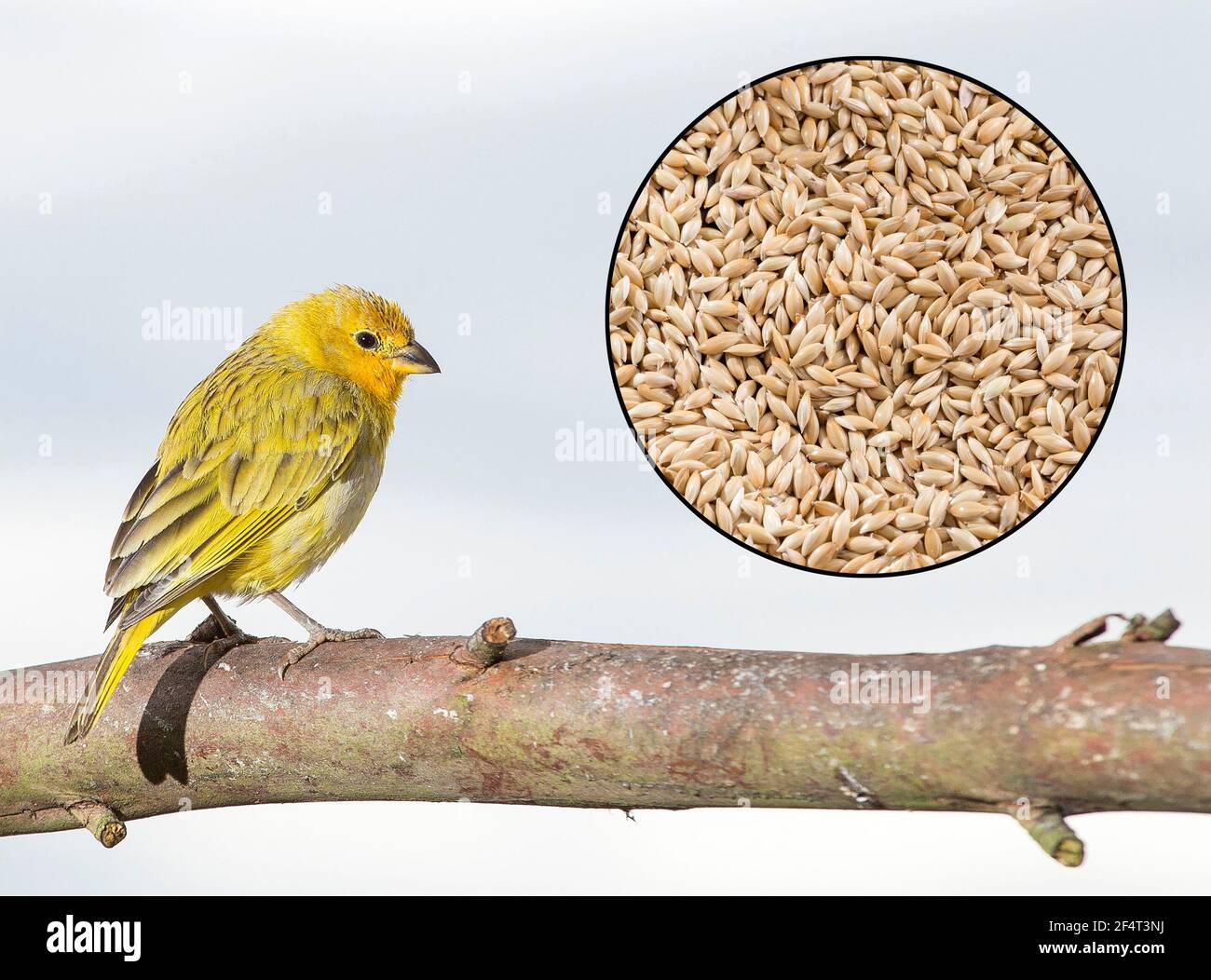 Canary seed - Phalaris canariensis. Text space Stock Photo