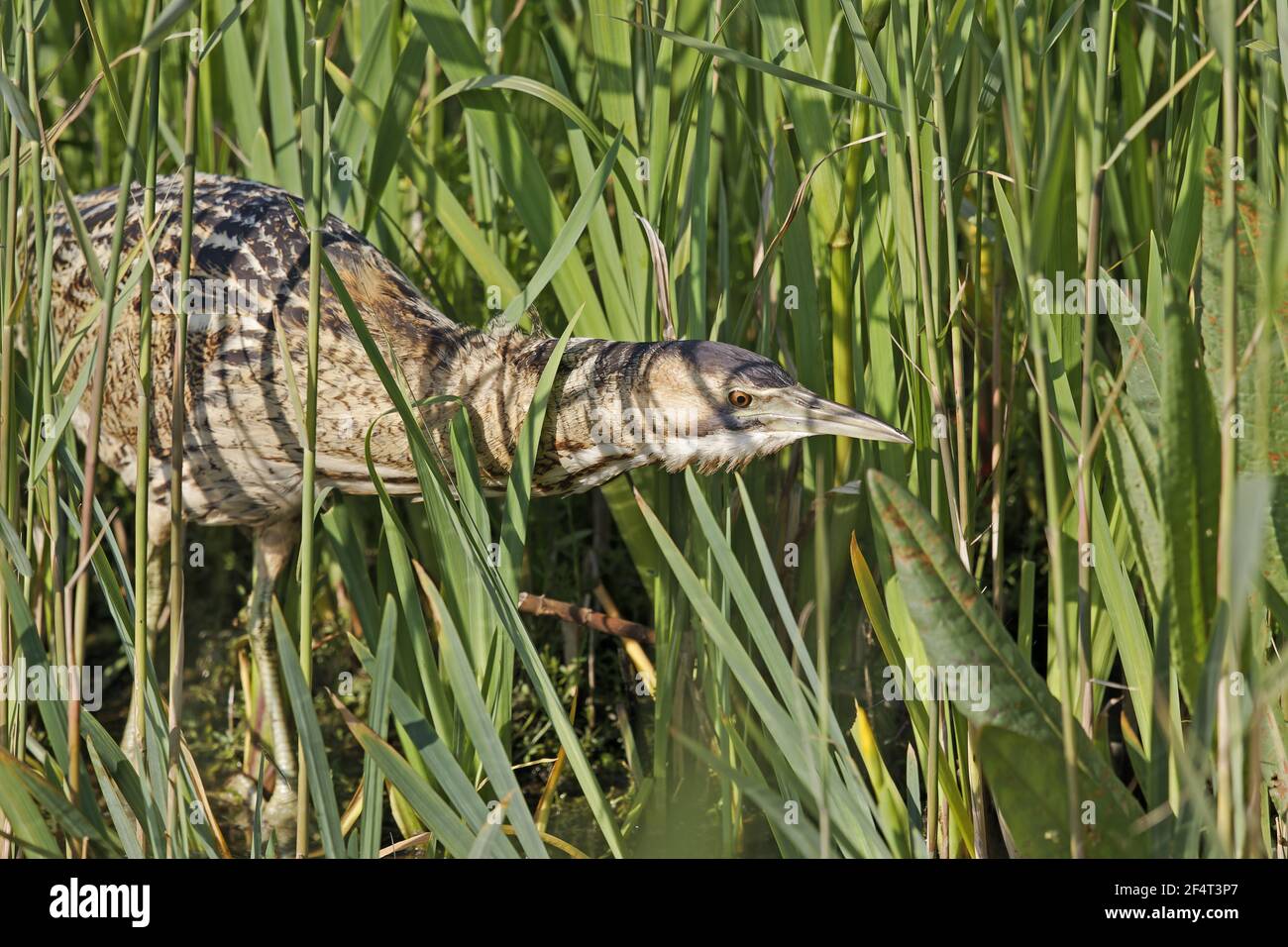 Bittern - in waterside vegetation Botaurus stellaris Minsmere RSPB Reserve Suffolk, UK BI025843 Stock Photo