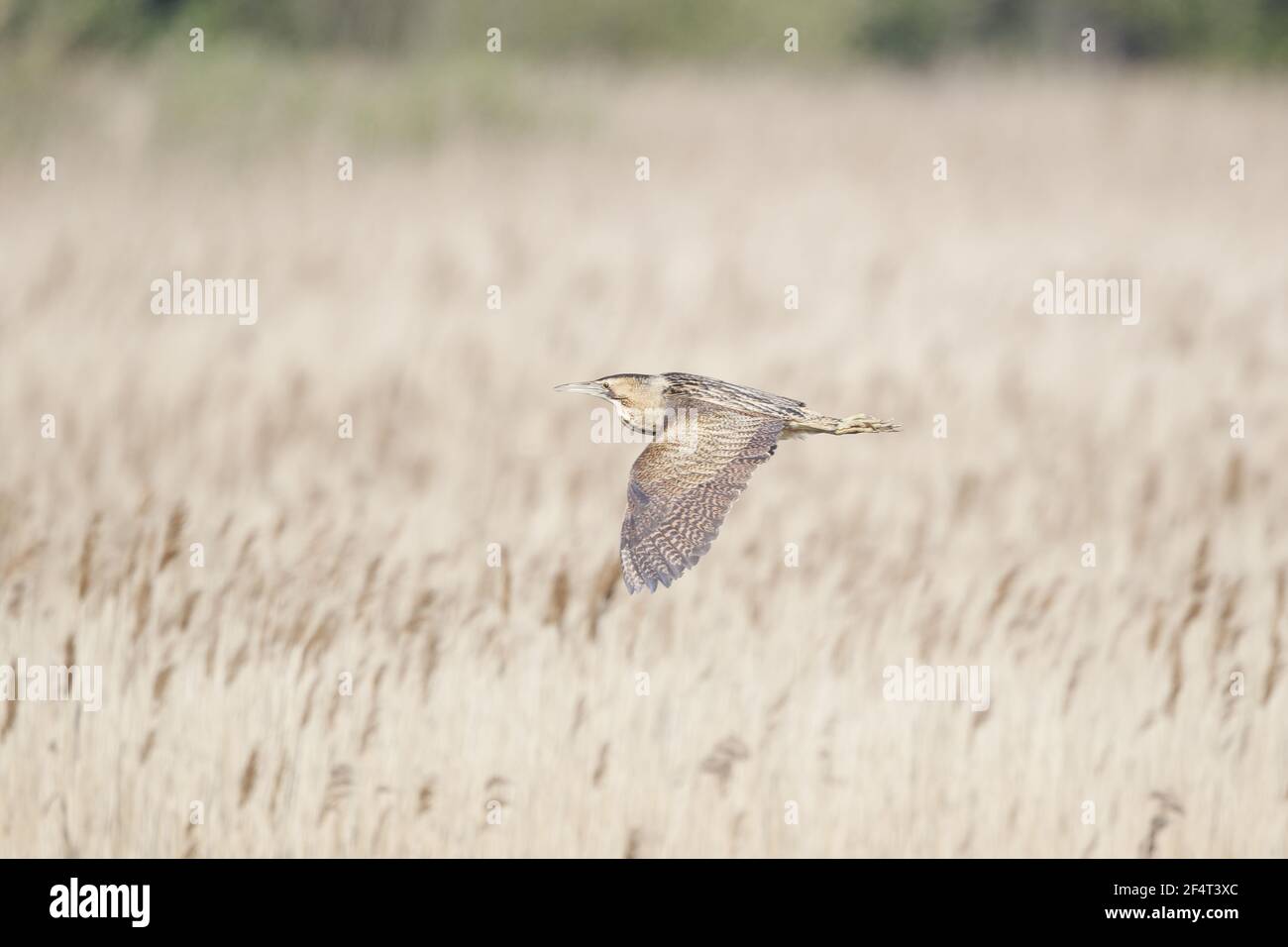 Bittern - flying over reedbed Botaurus stellaris Minsmere RSPB Reserve Suffolk, UK BI025844 Stock Photo