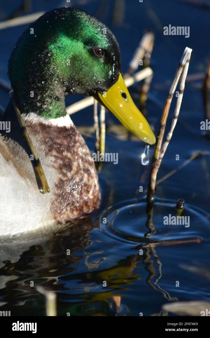 Male Mallard Duck At Filey Dams Enjoying The Sunshine On A Spring Day - Anas Platyrhynchos - Water Dripping From The Bill / Beak Green Shinny Head -UK Stock Photo