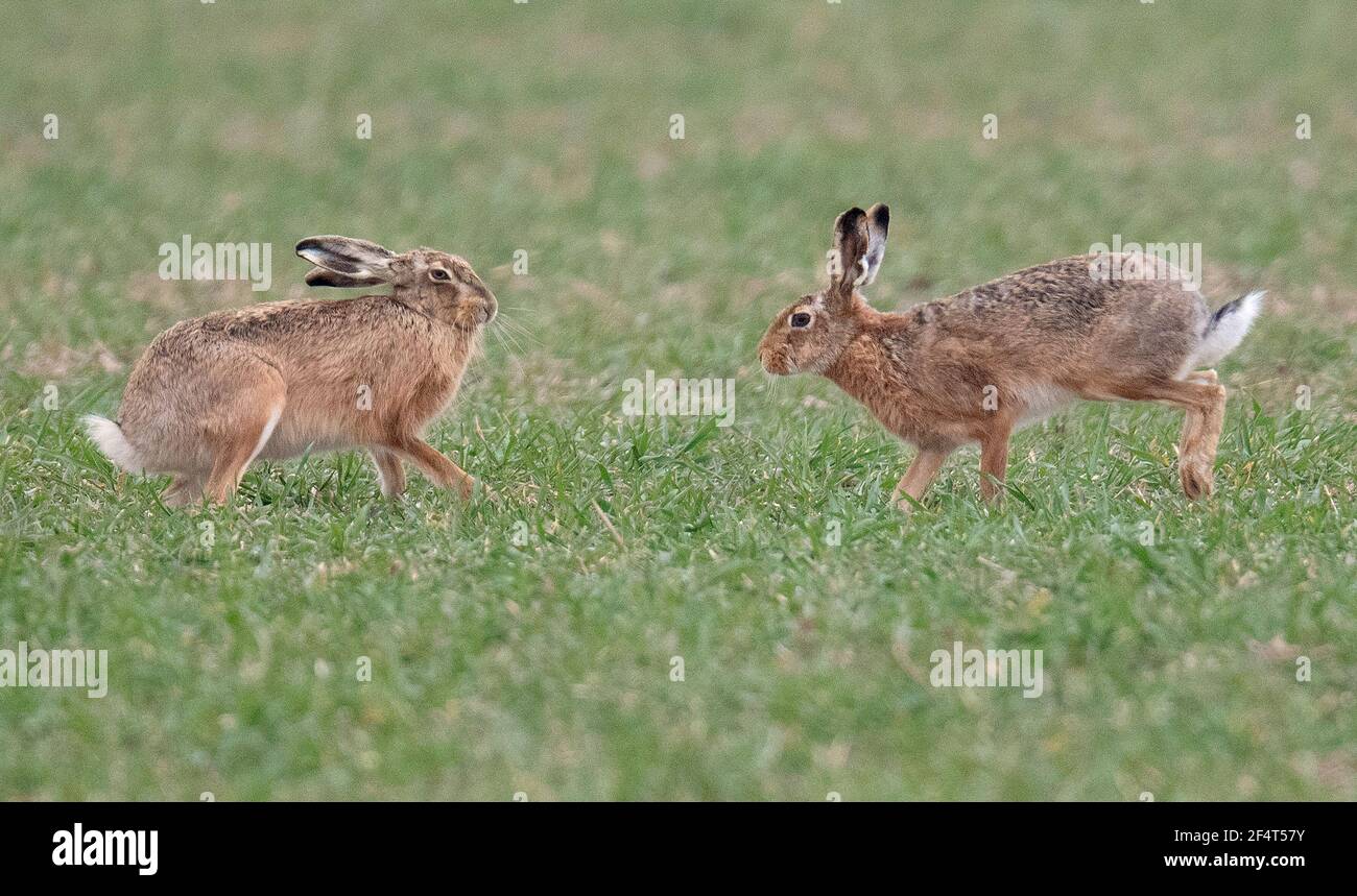 Nieder Erlenbach, Germany. 23rd Mar, 2021. Two brown hares run across a field. Temperatures are