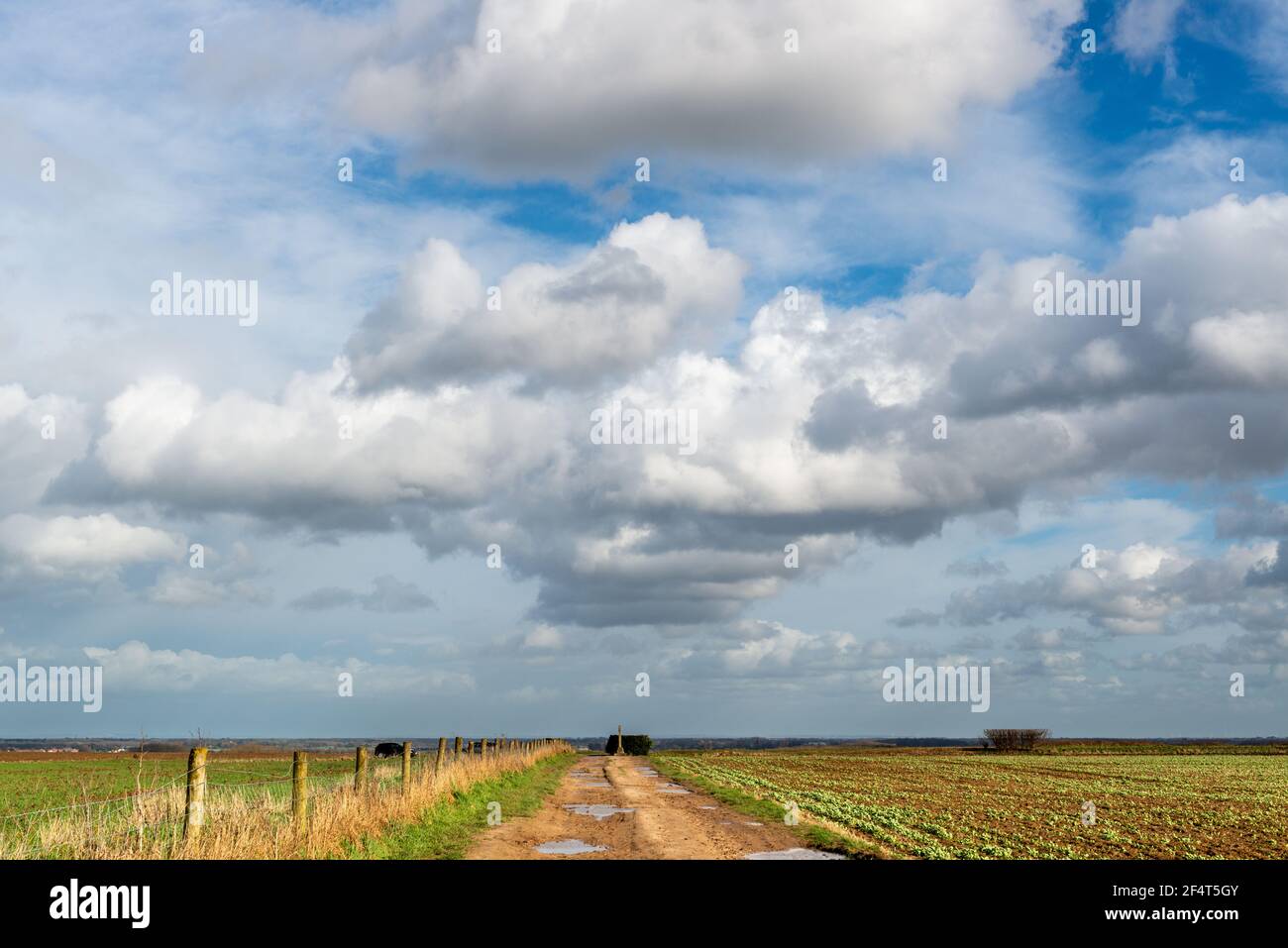 A line of cumulus clouds floats above a straight farm track at Towton battlefield in North Yorkshire Stock Photo