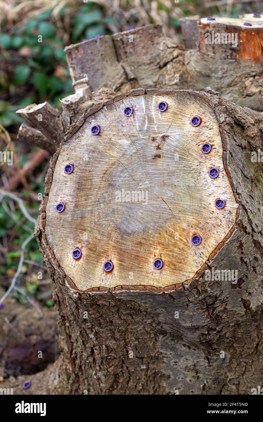 A sawn tree stump with plastic circular covers over holes where chemicals have been inserted to aid decomposition Stock Photo