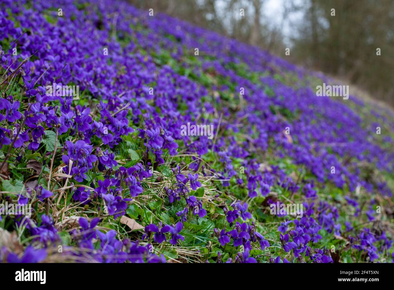 A drift of violets on a roadside bank in flower in springtime Stock Photo