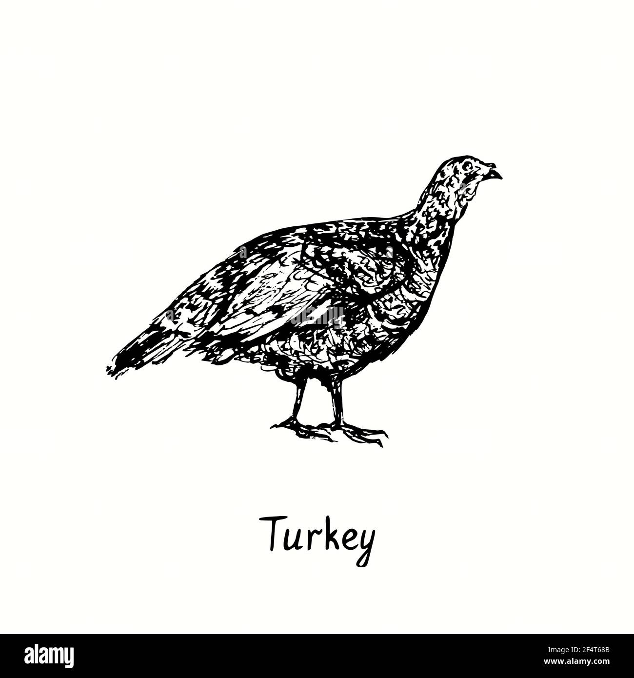 Turkey hen side view. Ink black and white doodle drawing in woodcut