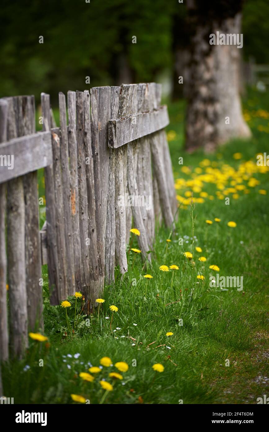 geography / travel, Austria, Dornbirn, wooden fence in front of flower meadow, Additional-Rights-Clearance-Info-Not-Available Stock Photo
