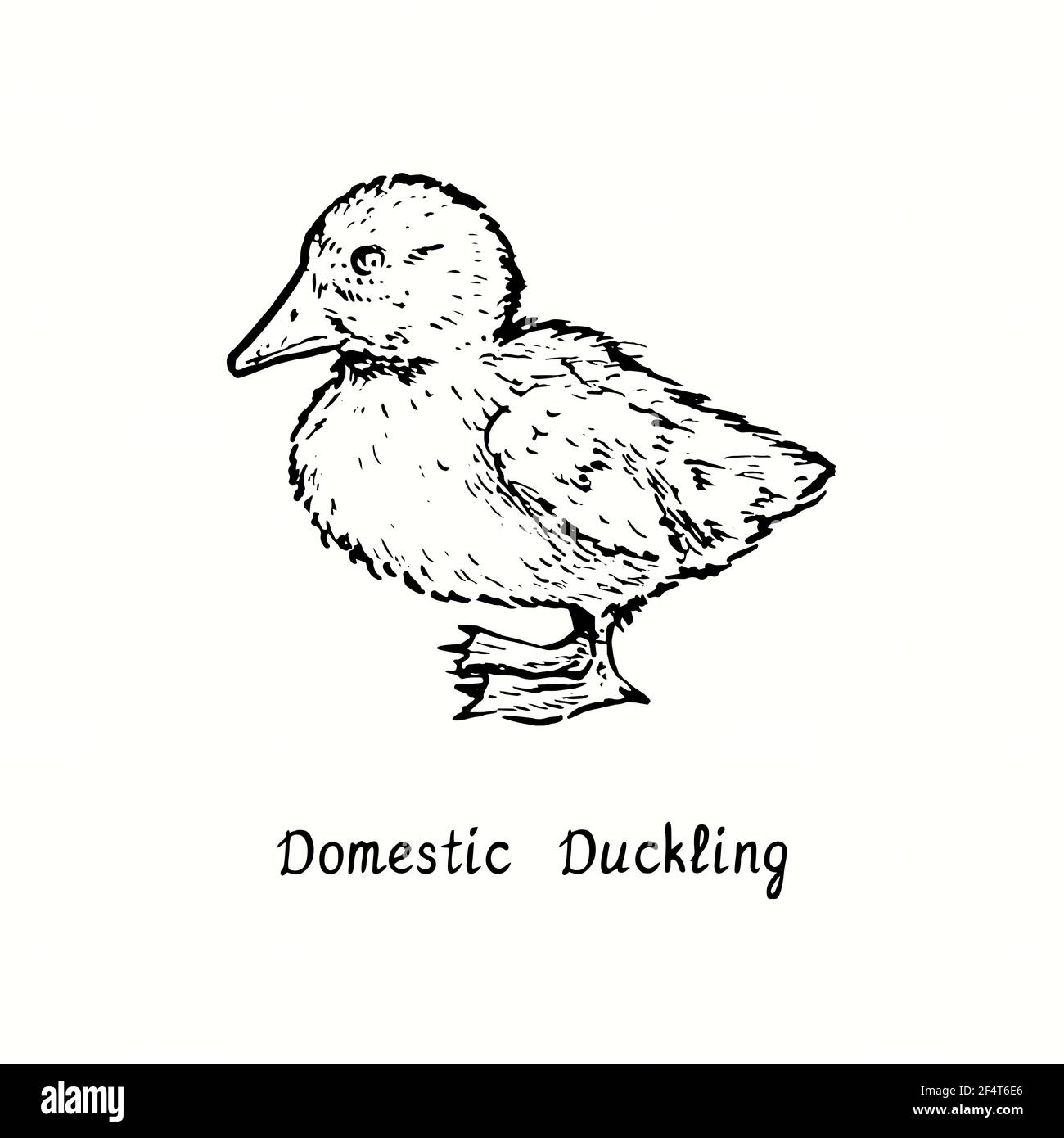 Baby Duckling Colouring Sheet  Creative Resources  Twinkl