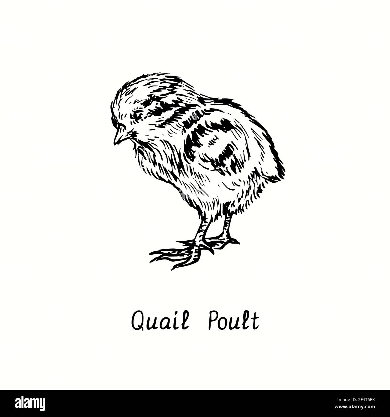 Quail poult side view. Ink black and white doodle drawing in woodcut