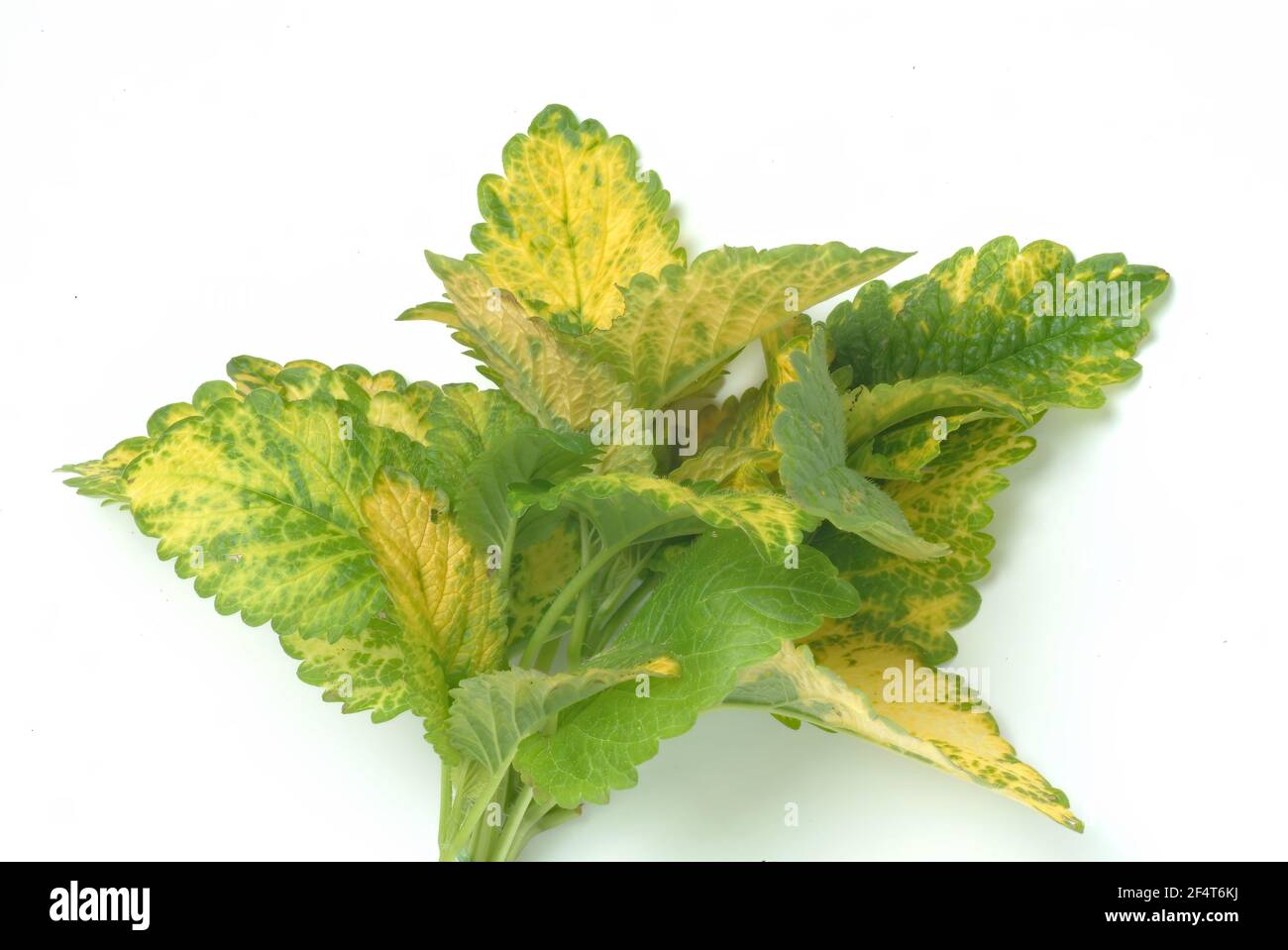 Labiates hi-res stock photography and images - Alamy
