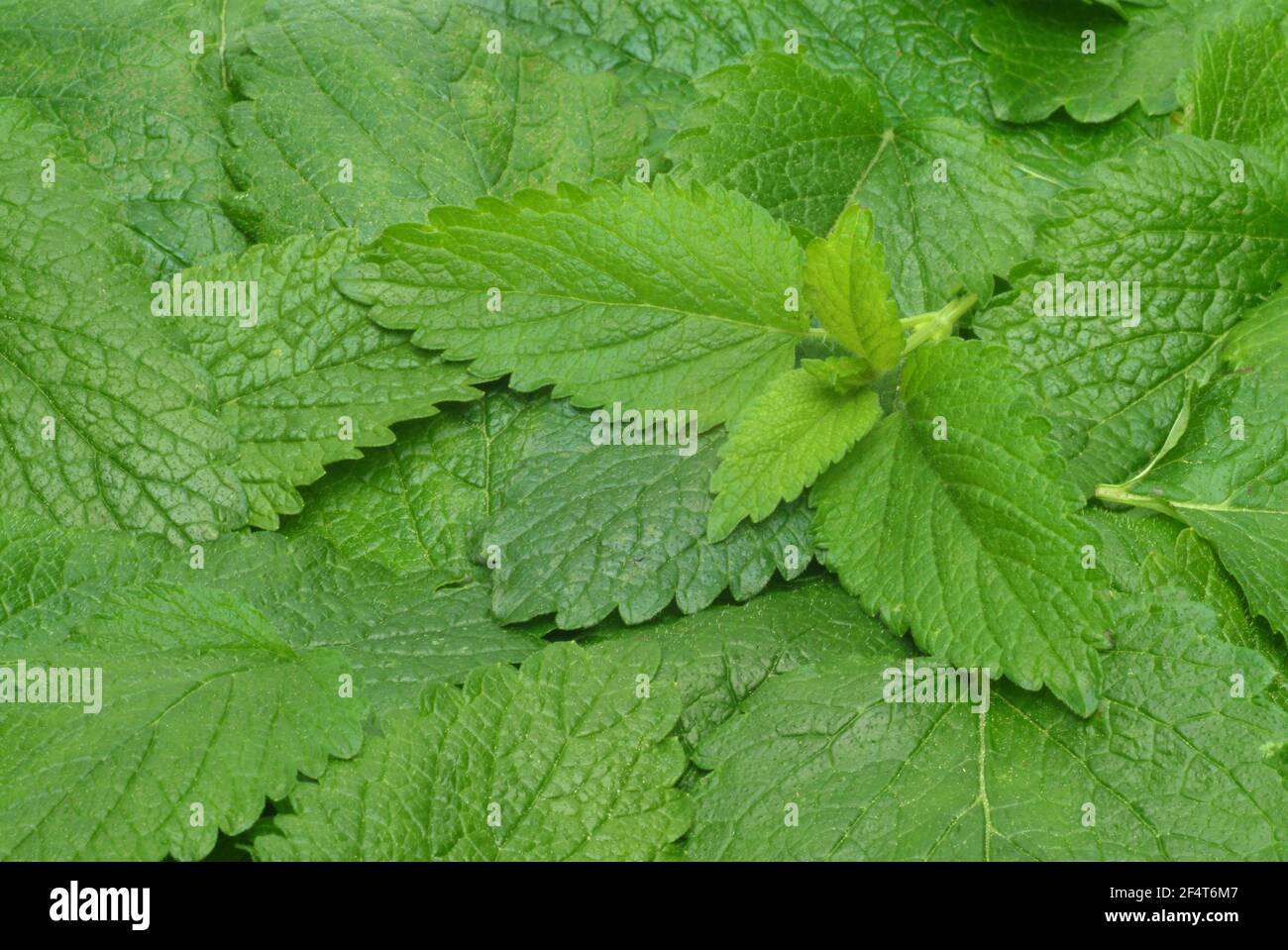 Lemon balm, Melissa officinalis, Labiates family, the foliage leaves, Melissae folium, are used as the pharmaceutical drug, Medicinal Plant of the Yea Stock Photo