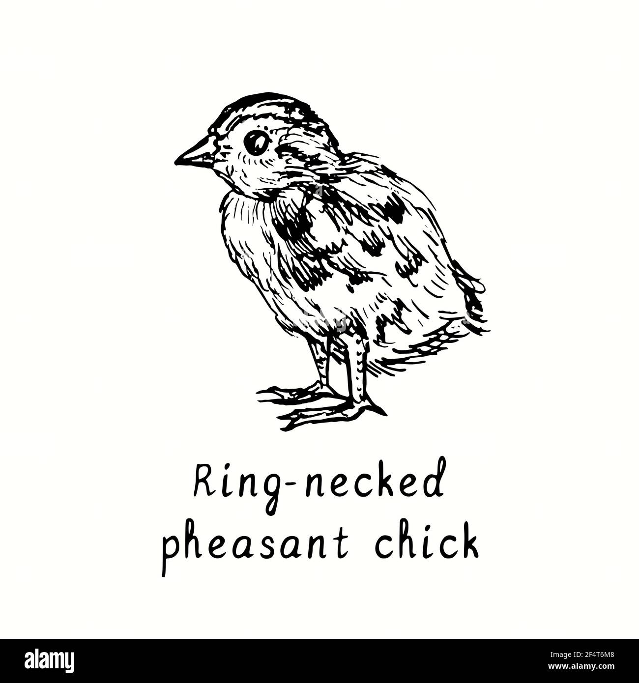 Ring-necked pheasant chick side view. Ink black and white doodle drawing in woodcut outline style. Stock Photo