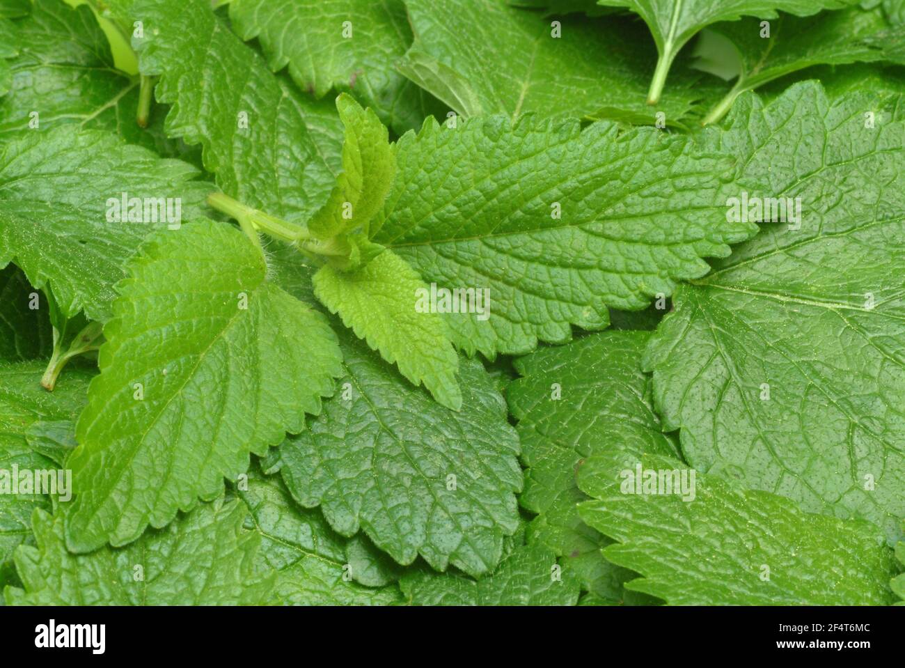 Lemon balm, Melissa officinalis, Labiates family, the foliage leaves, Melissae folium, are used as the pharmaceutical drug, Medicinal Plant of the Yea Stock Photo