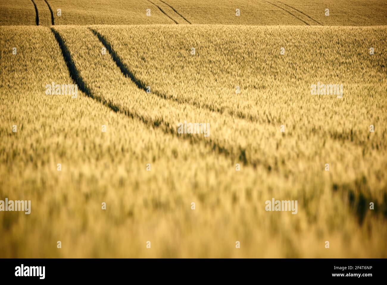 geography / travel, Austria, Pillichsdorf, lane in the grain field, Additional-Rights-Clearance-Info-Not-Available Stock Photo