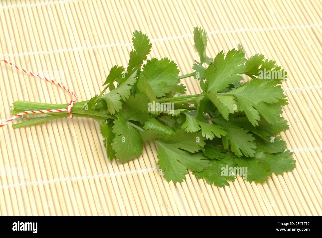 Coriander, Coriandrum sativum, plant species in the umbelliferae family