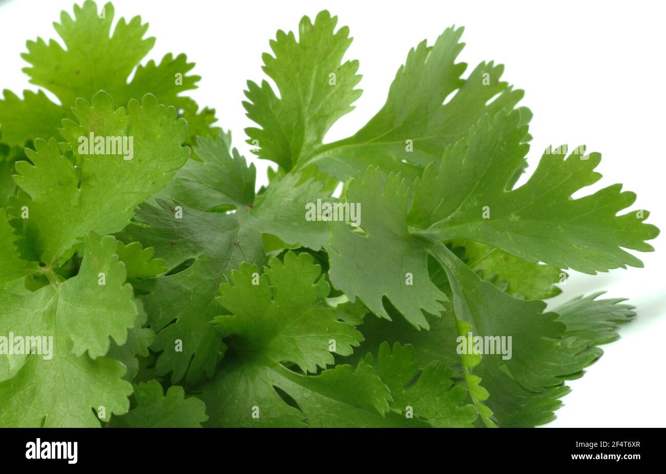 Coriander, Coriandrum sativum, plant species in the umbelliferae family