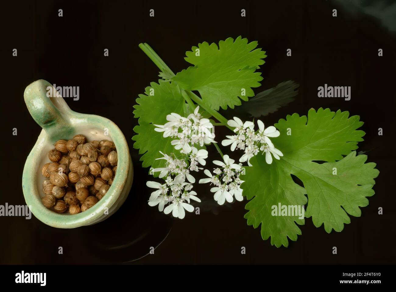 Coriander, Coriandrum sativum, plant species in the umbelliferae family