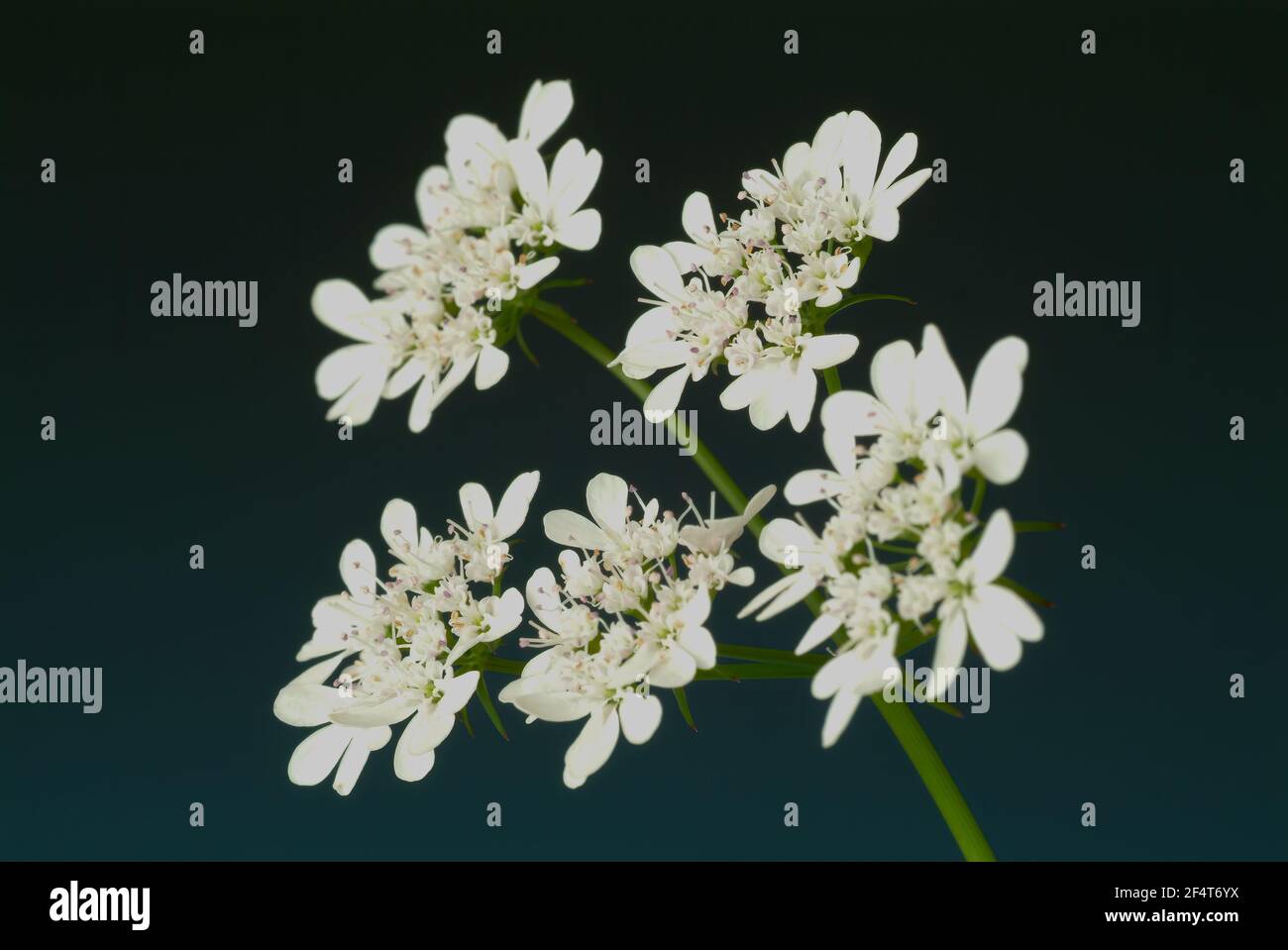 Coriander, Coriandrum sativum, plant species in the umbelliferae family