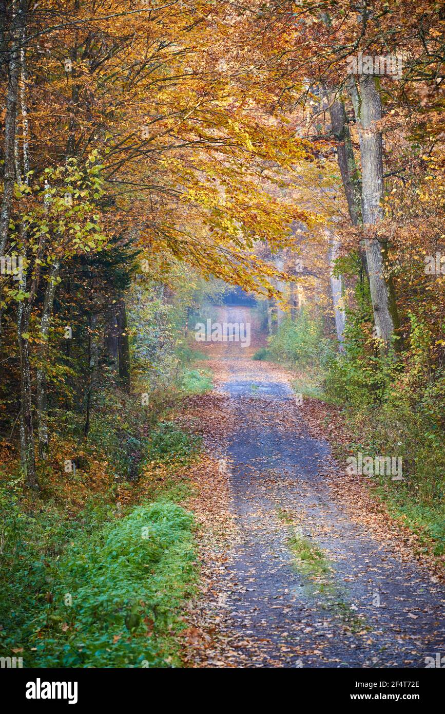 geography / travel, Austria, Rauchwart, way through the autumnal forest, Additional-Rights-Clearance-Info-Not-Available Stock Photo