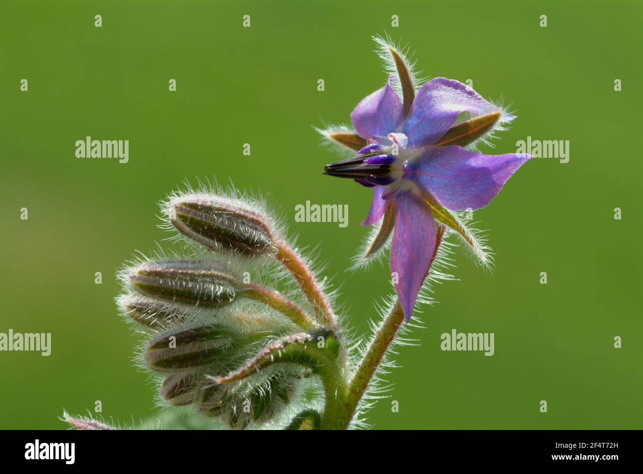 Borage, Borago officinalis, cucumber herb, a plant belonging to the broadleaf family, used as a spice and medicinal plant  /  Borretsch, Borago offici Stock Photo