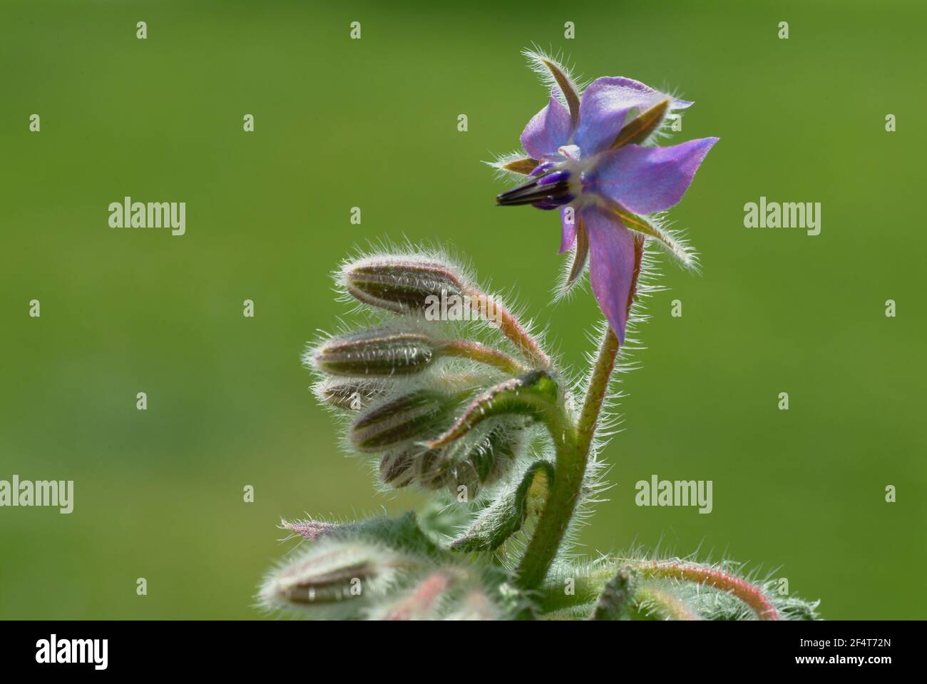 Borage, Borago officinalis, cucumber herb, a plant belonging to the broadleaf family, used as a spice and medicinal plant  /  Borretsch, Borago offici Stock Photo