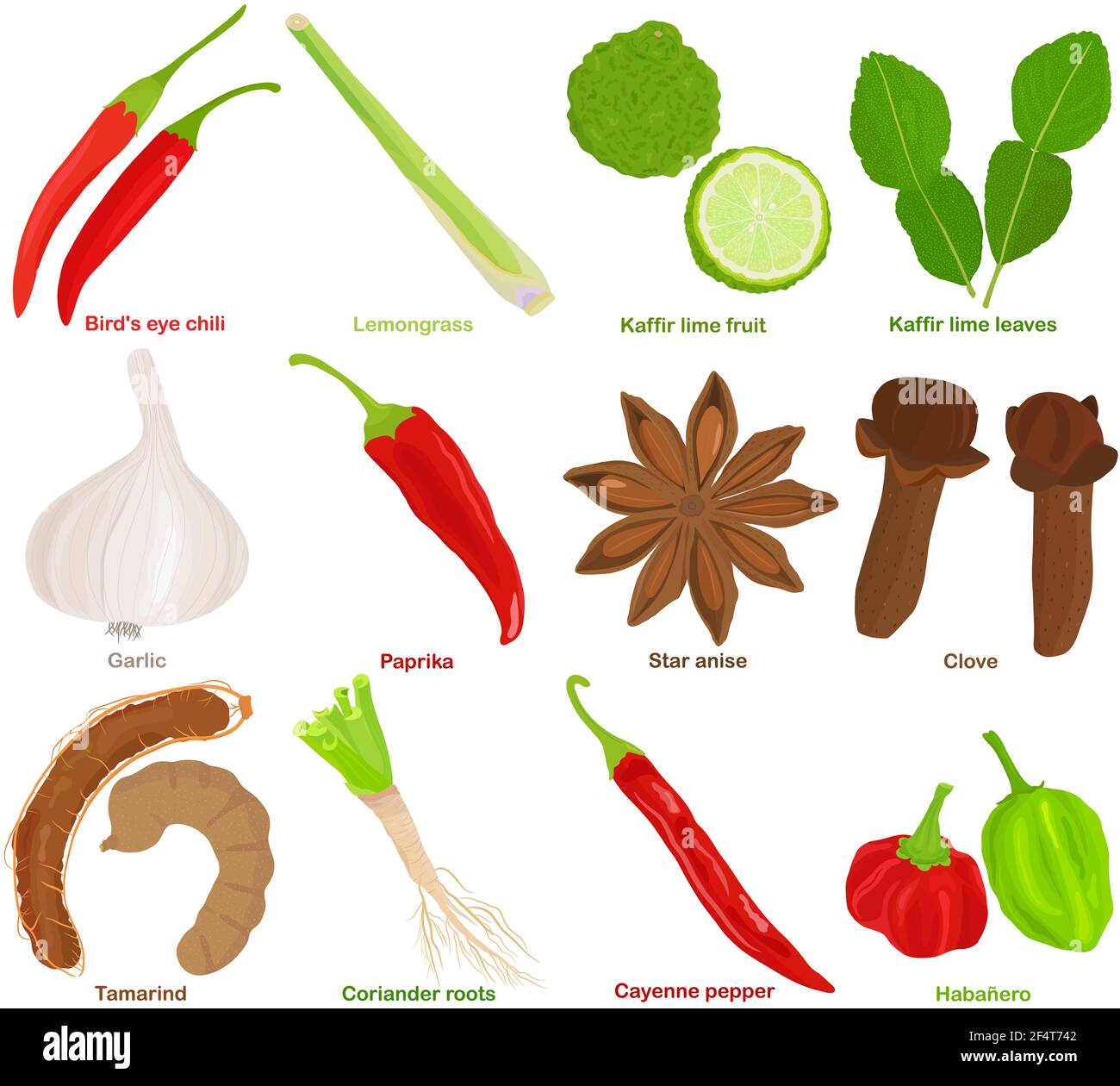 Chili plant roots Stock Vector Images - Alamy