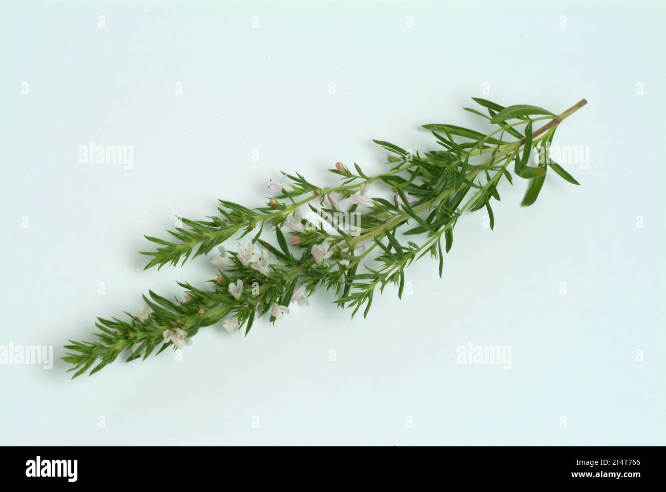 Summer savory, Satureja hortensis, also garden savory, true savory, pepperwort, family of the labiates, used since ancient times as a medicinal and sp Stock Photo