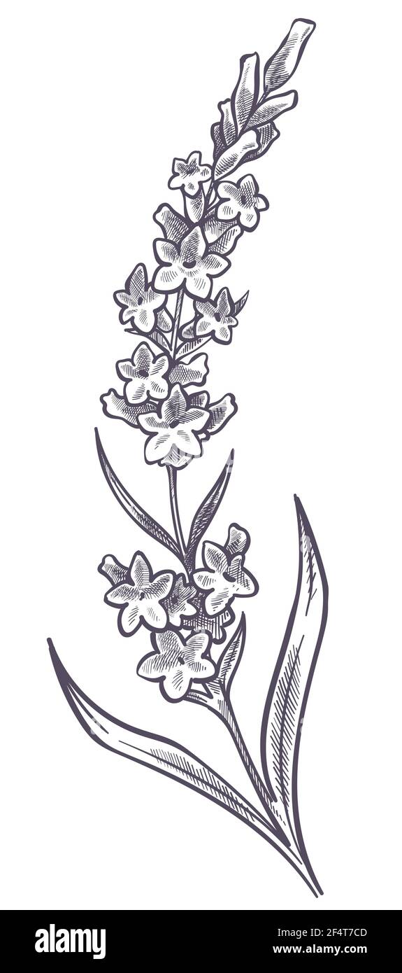 Lavender flower branch with leaves and petals Stock Vector Image & Art Alamy