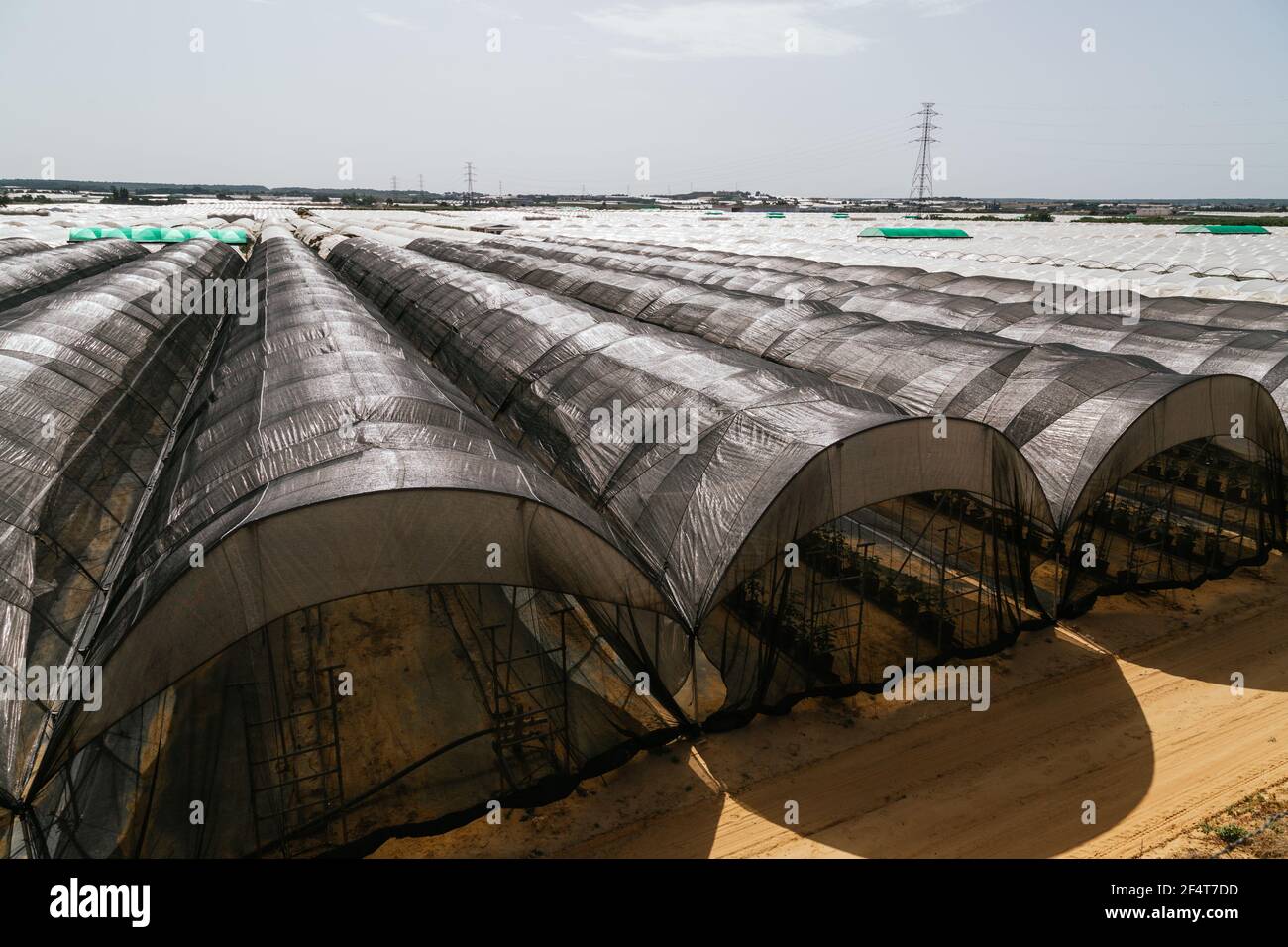 Fruit greenhouses ready for planting and harvesting. raspberries and blueberries. Agriculture. Healthy food Stock Photo