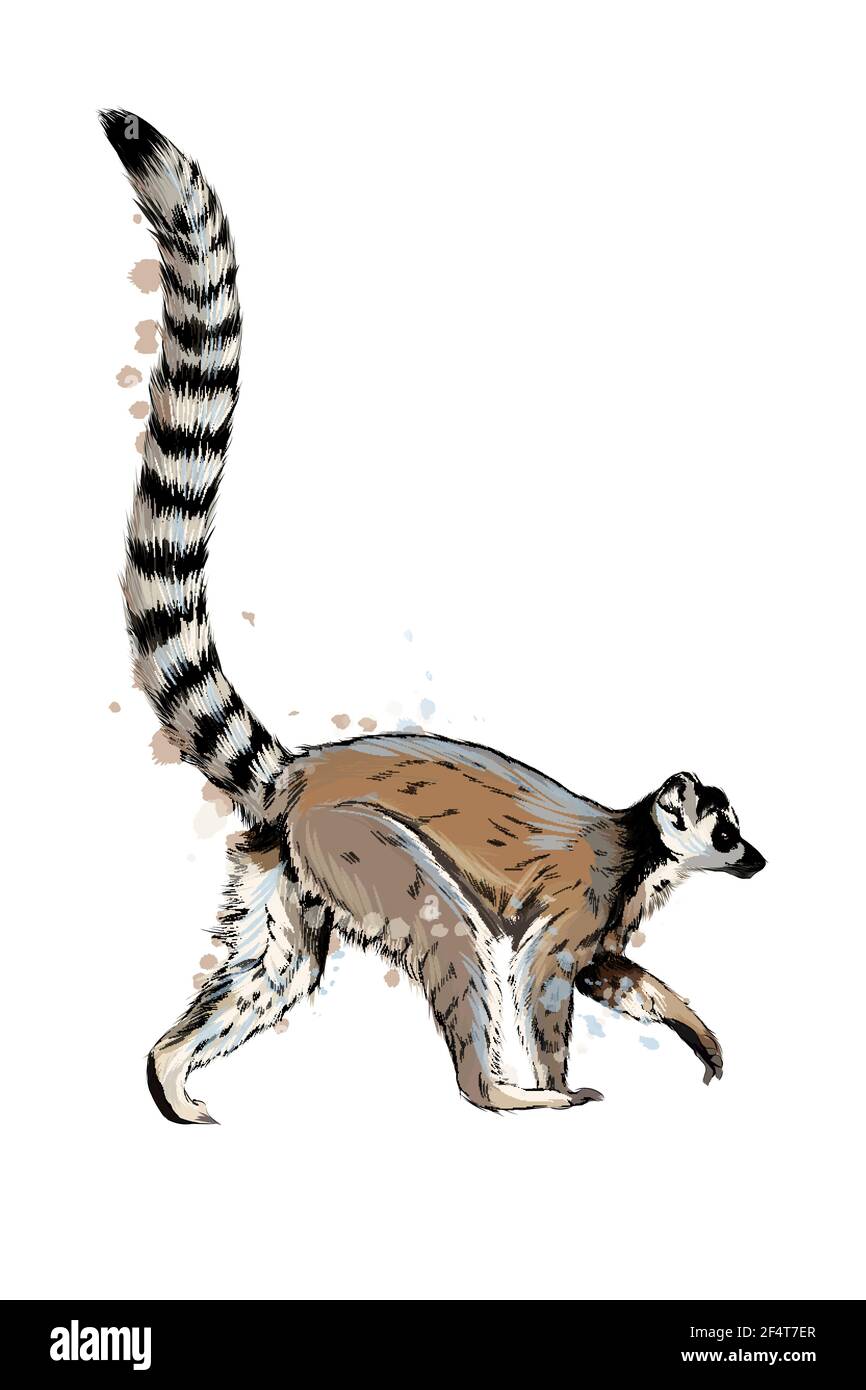 Lemur from a splash of watercolor, colored drawing, realistic. Vector illustration of paints Stock Vector