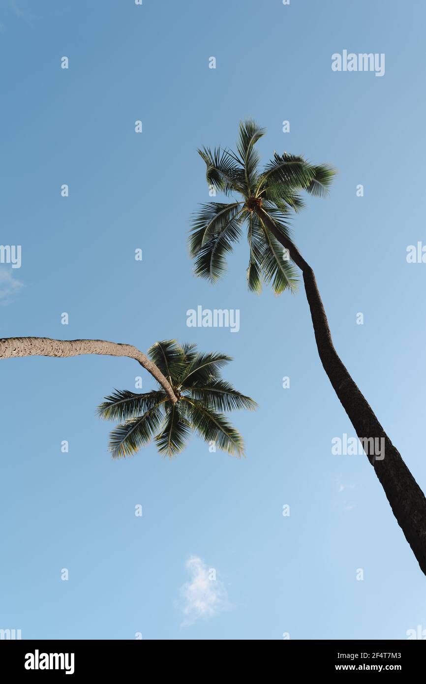 Low angle shot of palm tree under a blue sky Stock Photo - Alamy