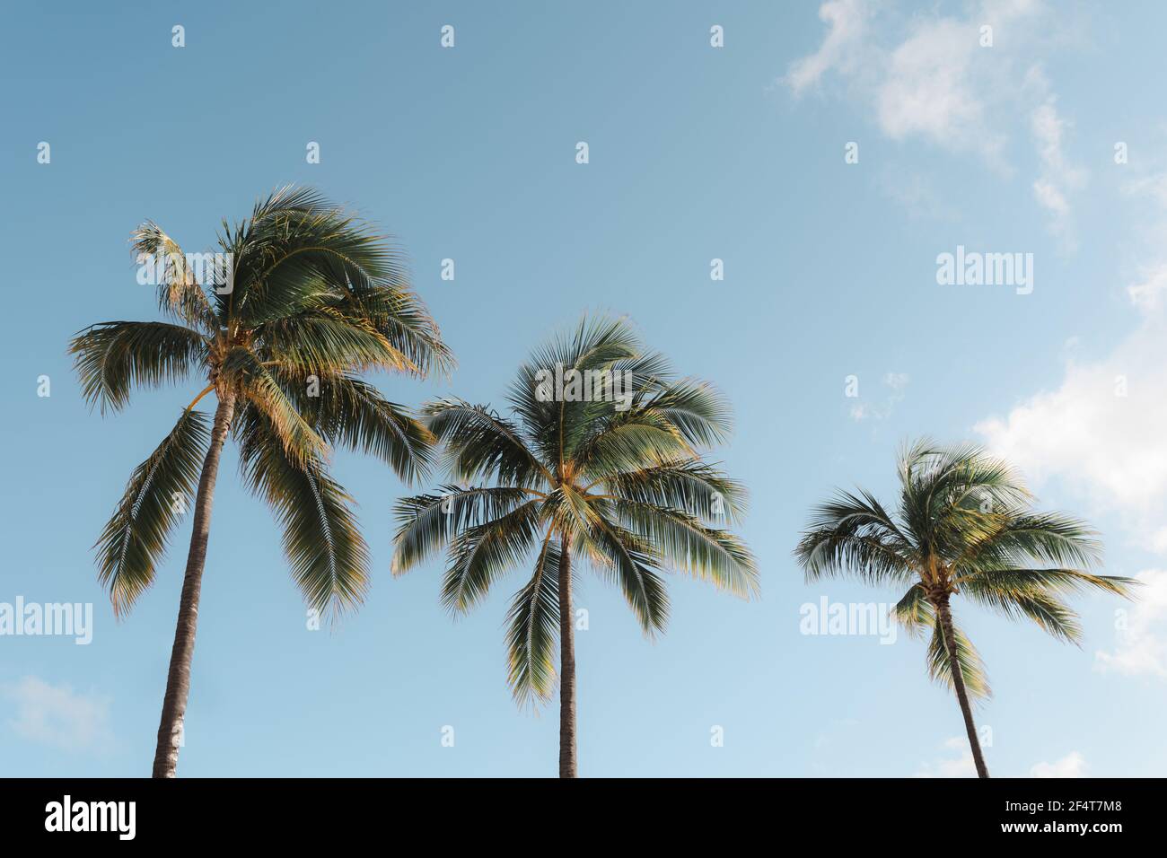 Low angle shot of palm trees under a blue sky with clouds Stock Photo ...