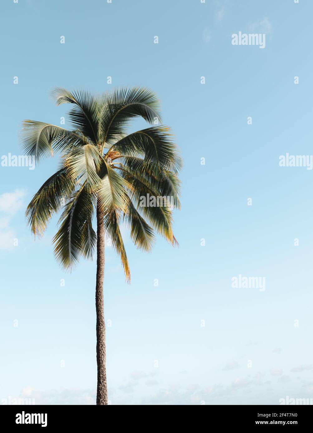 Low angle shot of a palm tree under a blue sky with clouds Stock Photo ...