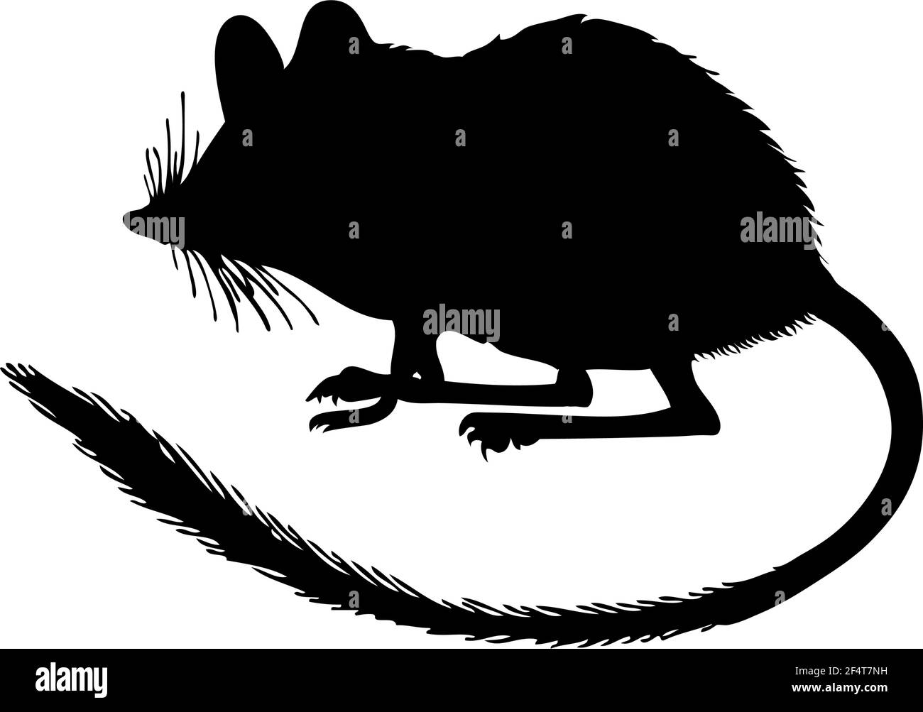 Marsupial Jerboa Silhouette. Smooth and clean lines. High detailed Marsupial Jerboa silhouette. Vector Illustration. Stock Vector