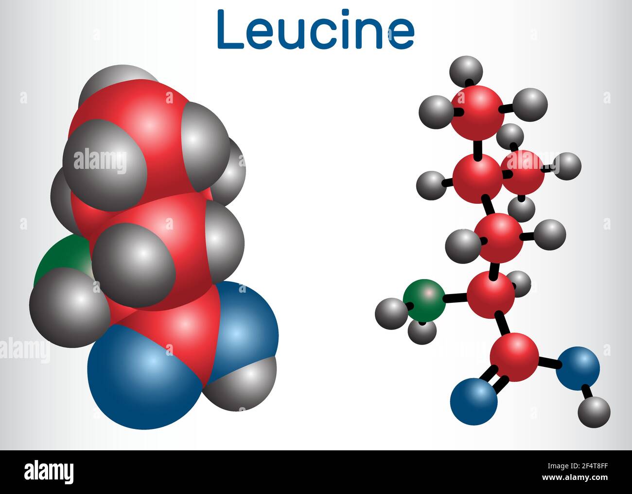 Leucine ( L leucine, Leu, L) molecule. It is essential amino acid. Molecule model Stock Vector