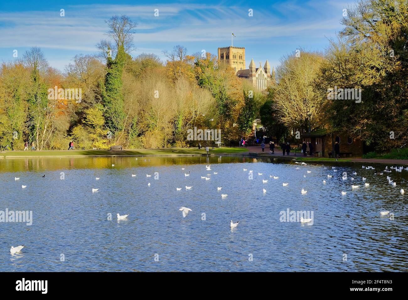 ST. ALBANS, UNITED KINGDOM - Nov 19, 2017: View of the ornamental lake in Verulanium Park, St Albans,UK. with the Cathedral in the background. Stock Photo