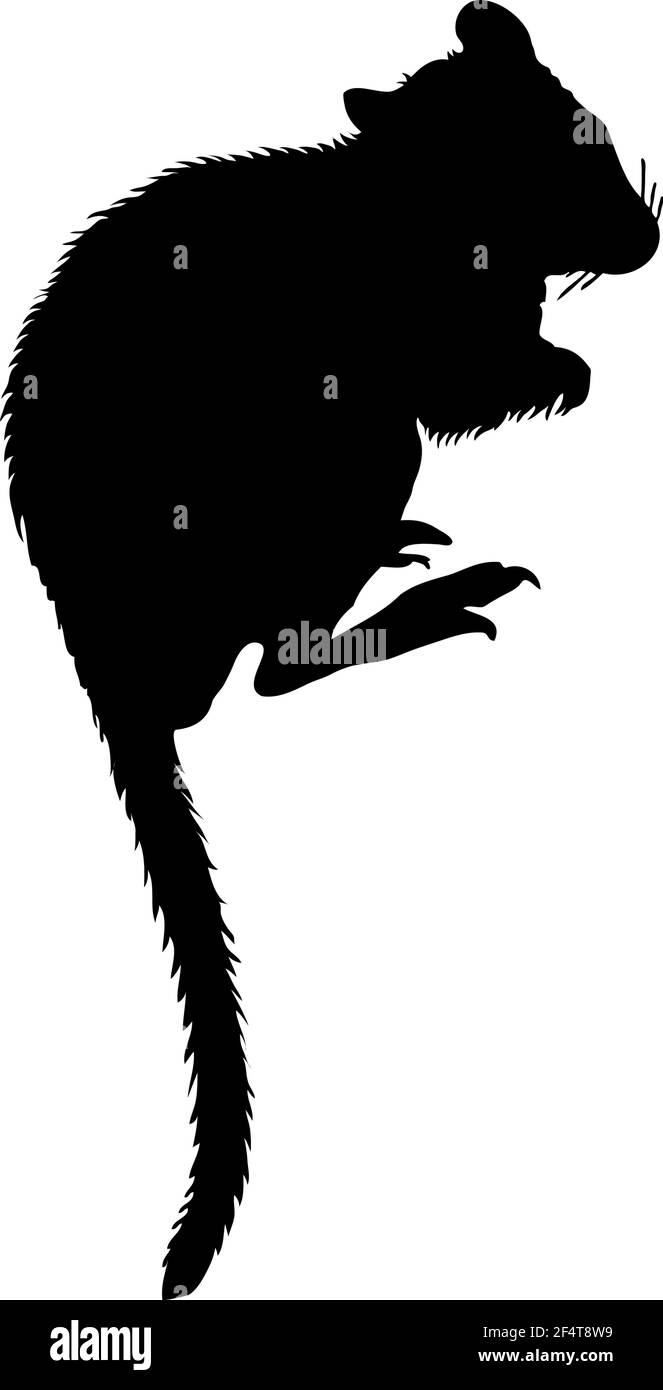 Kangaroo rat silhouette. Smooth and clean lines. High detailed Kangaroo rat silhouette. Vector Illustration. Stock Vector